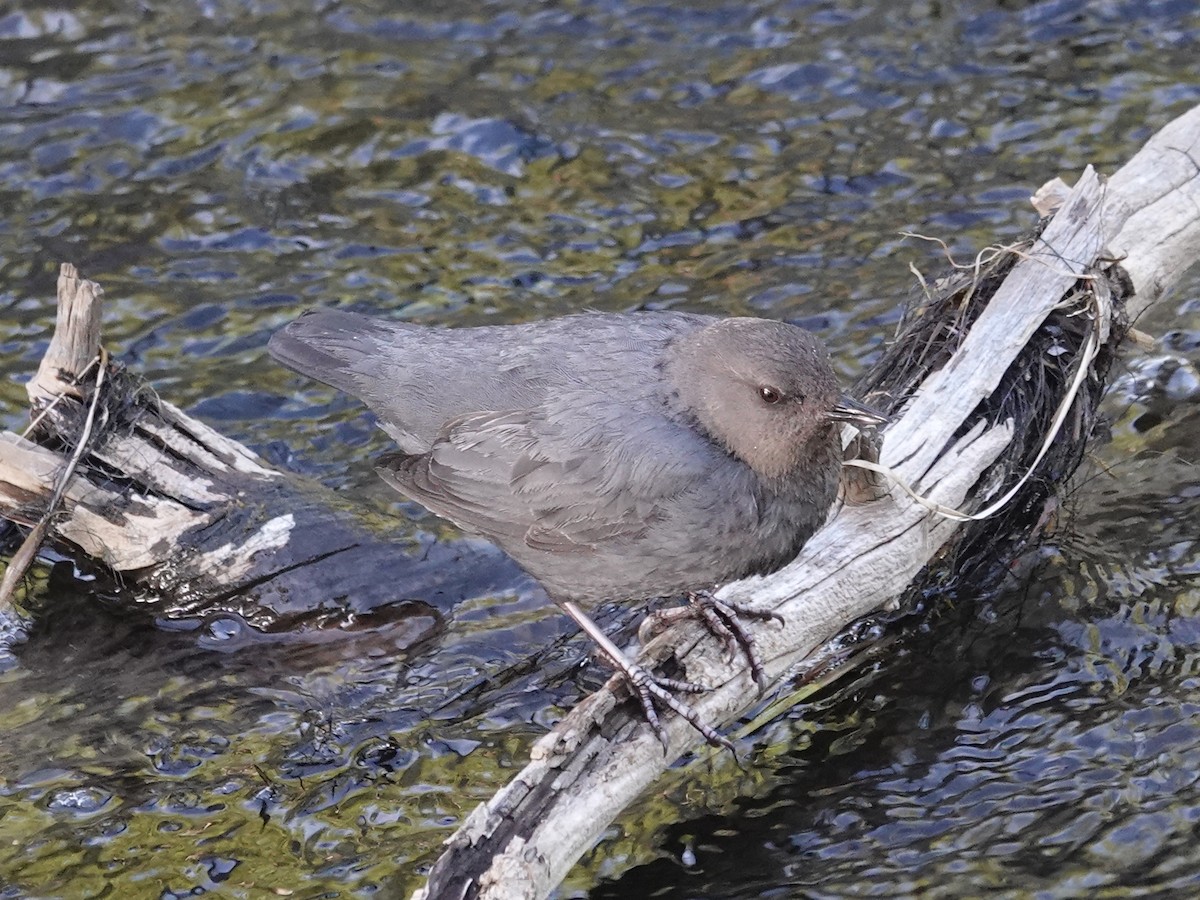 American Dipper - Barry Reed