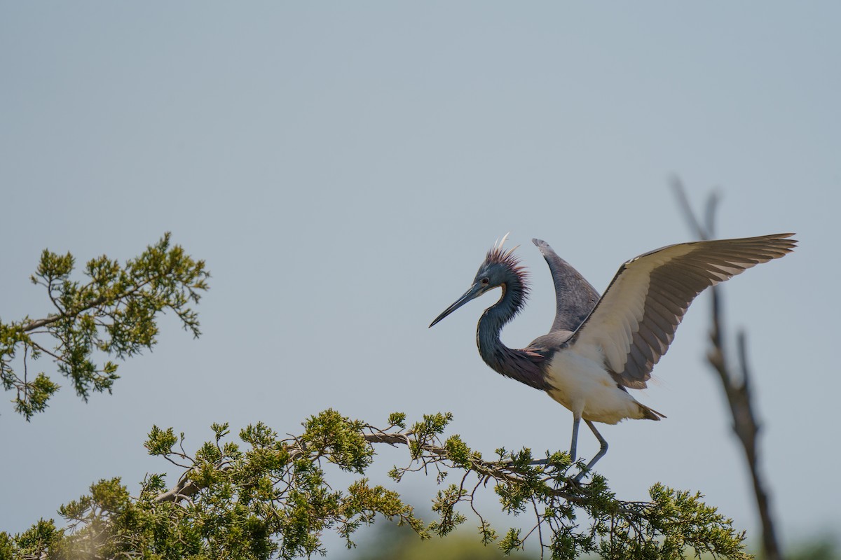 Tricolored Heron - Marshall Mumford