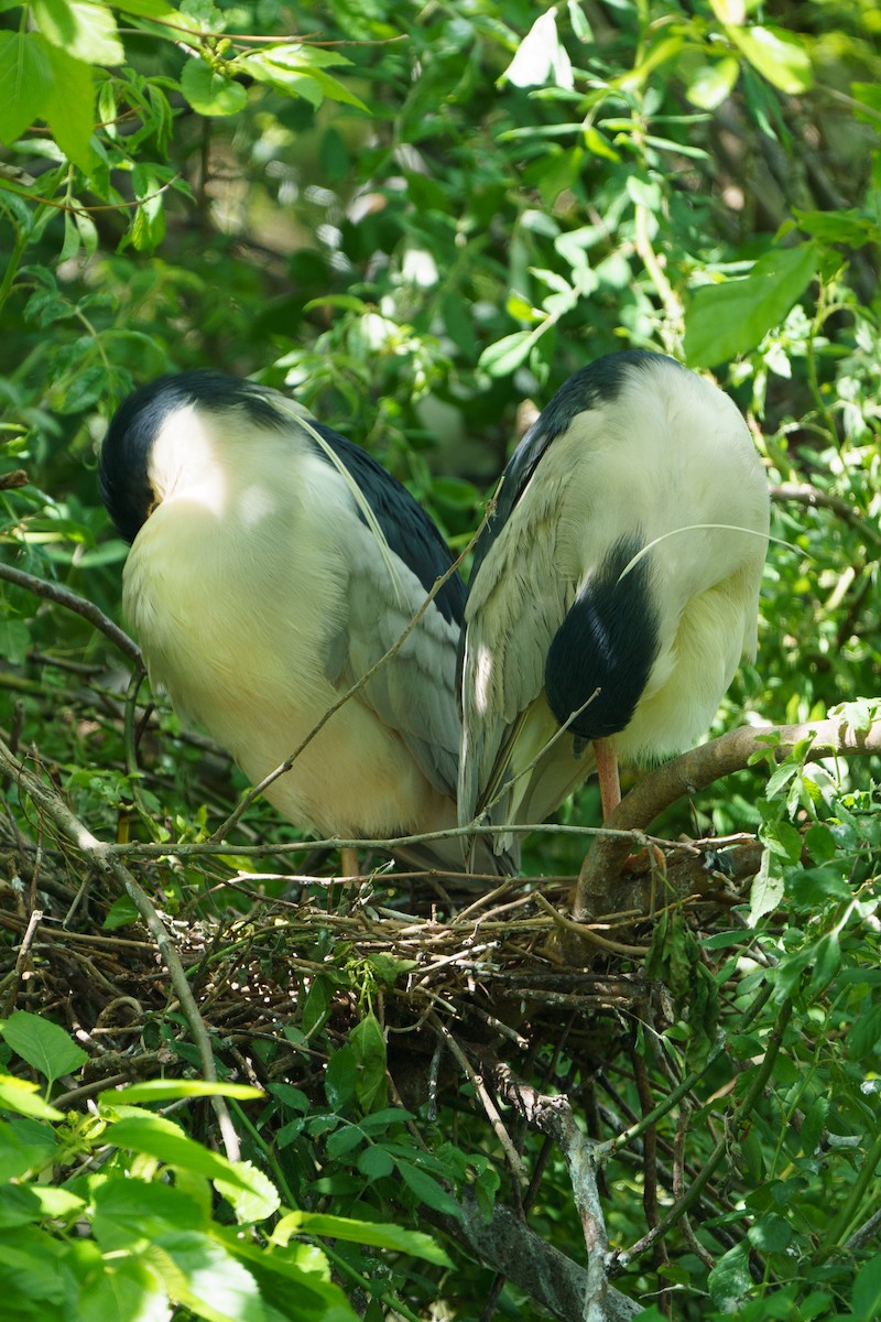 Black-crowned Night Heron - Marshall Mumford