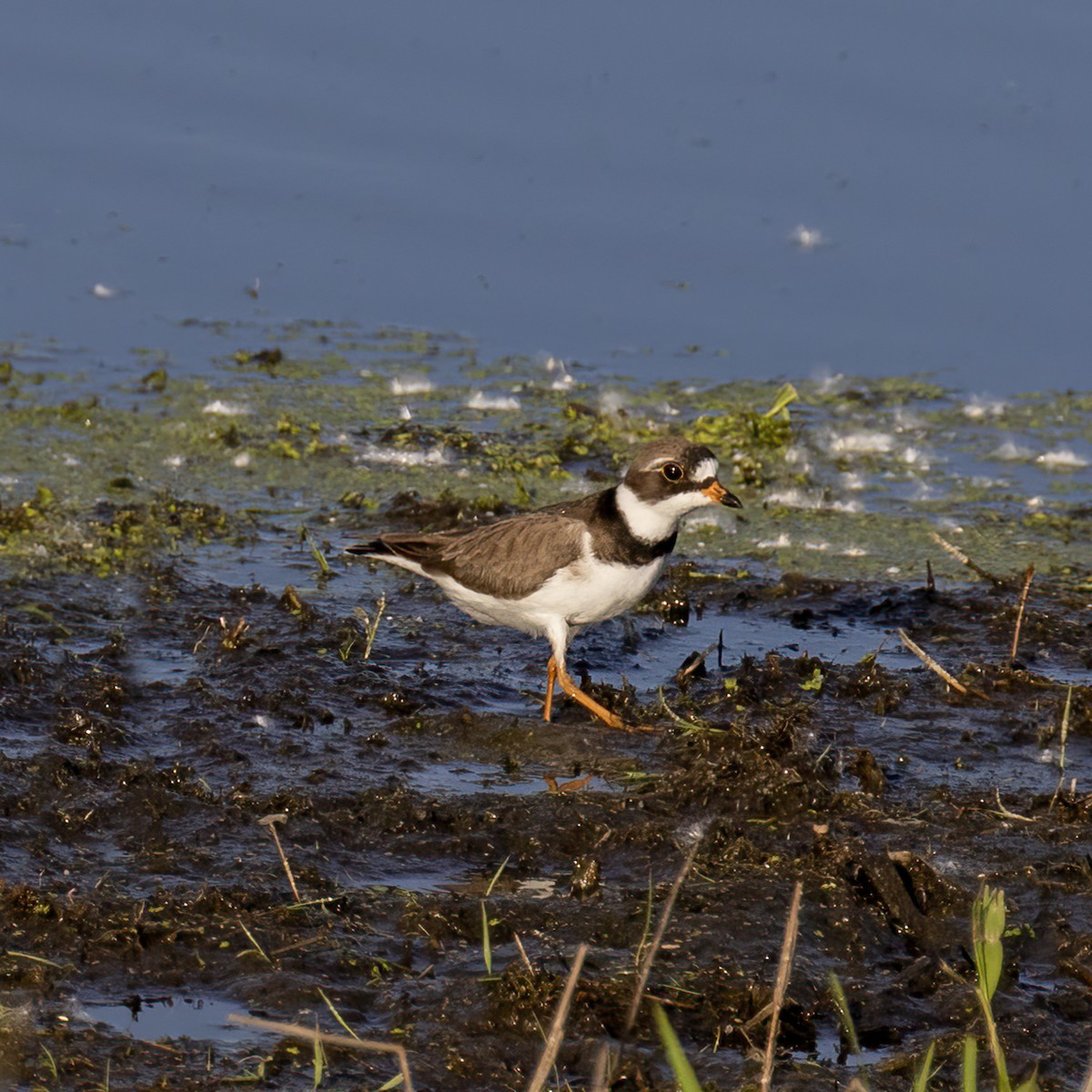 Semipalmated Plover - Dan Vickers