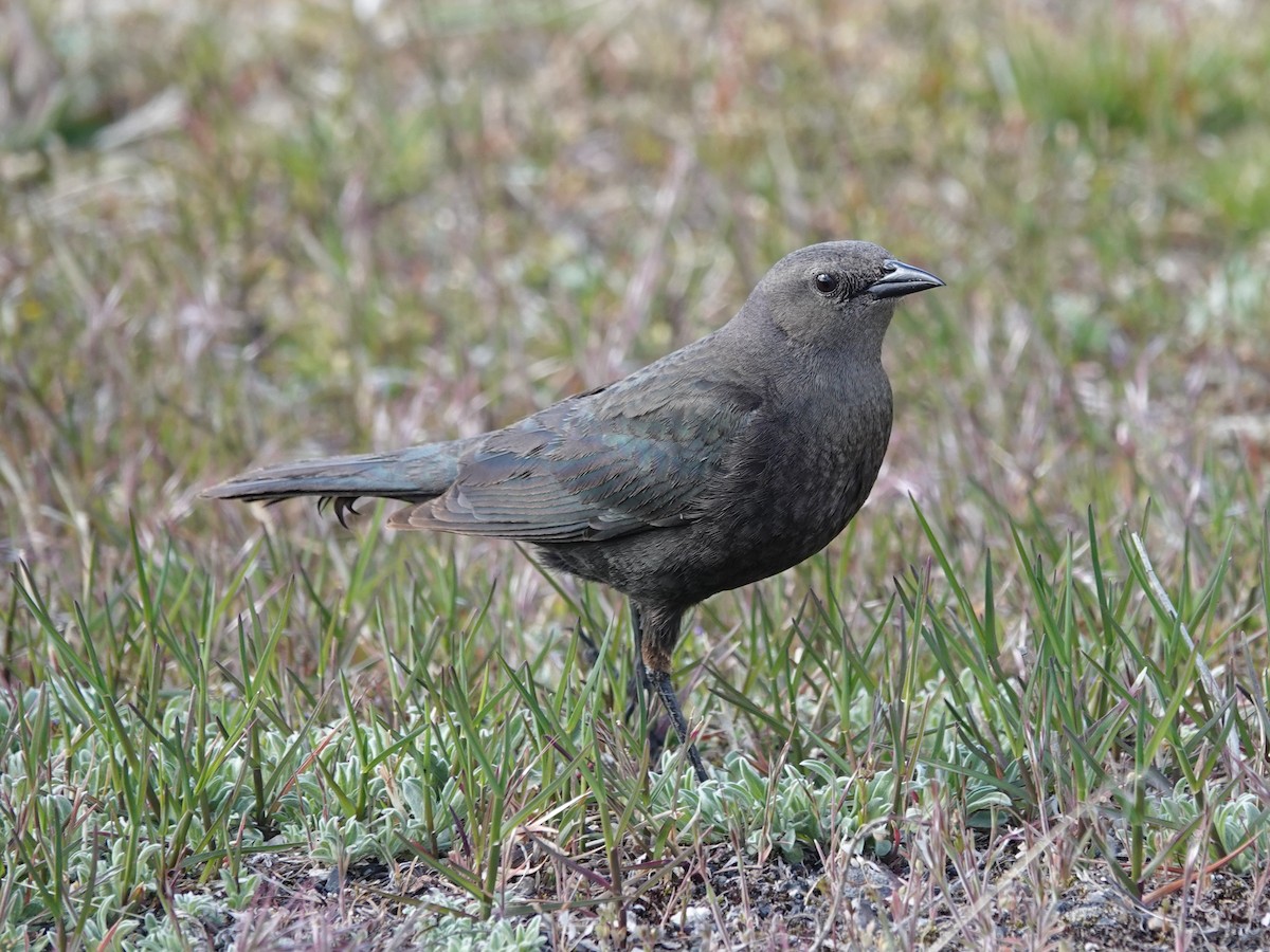 Brewer's Blackbird - Barry Reed