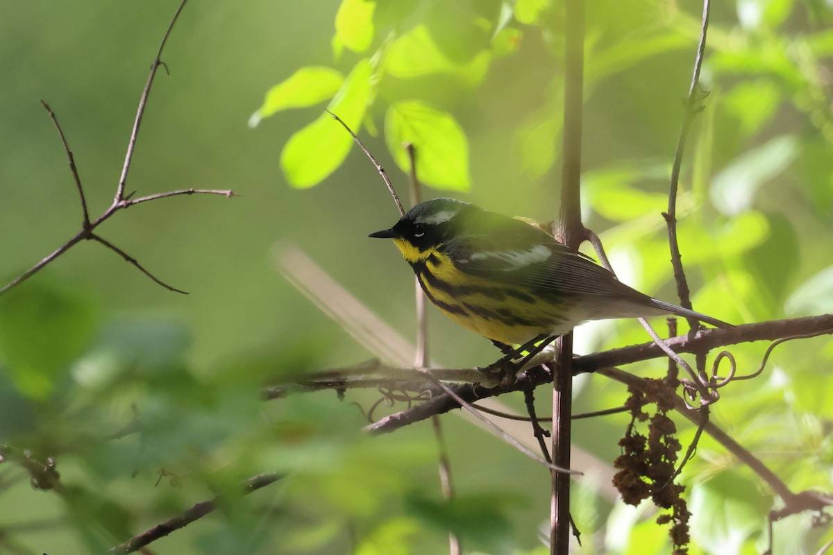 Magnolia Warbler - Mark Sak