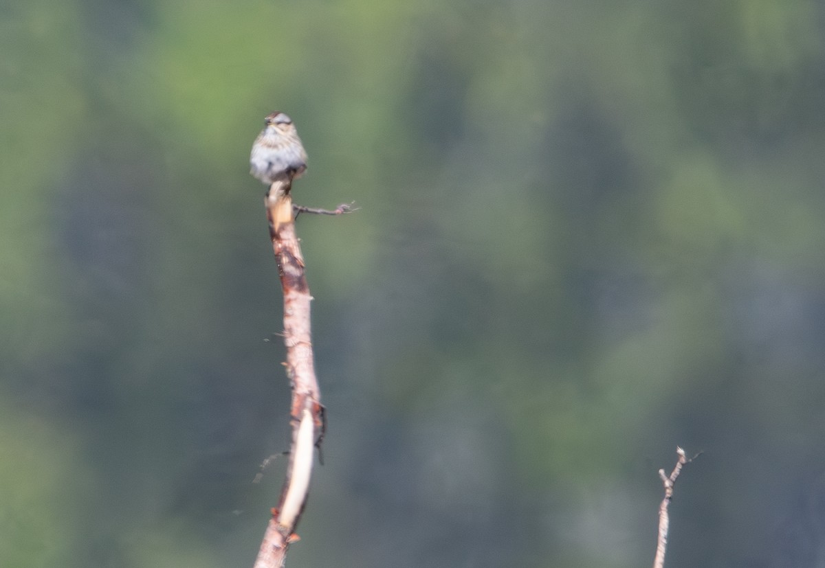 Lincoln's Sparrow - ML619600575