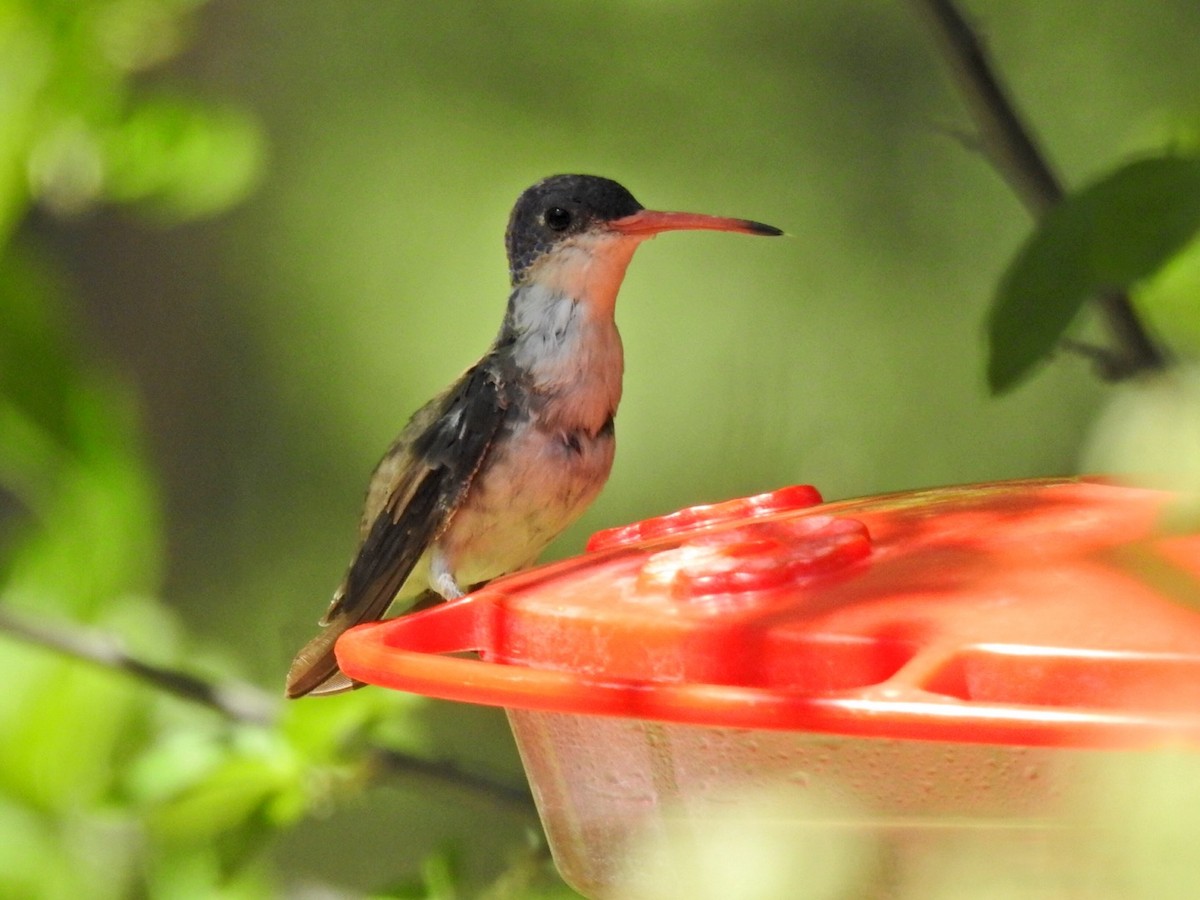 Violet-crowned Hummingbird - Brian Johnson