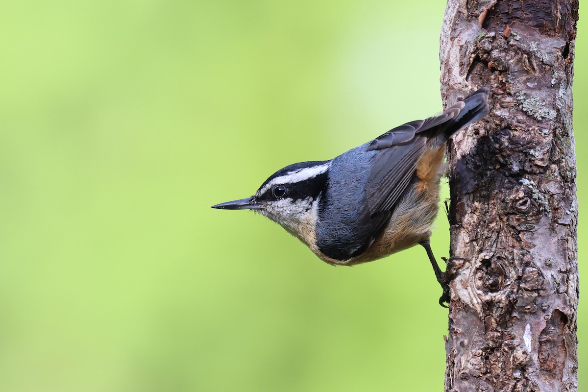 Red-breasted Nuthatch - Mark Sak