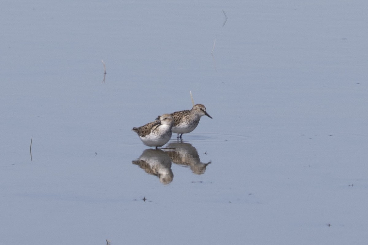 Semipalmated Sandpiper - Rubina Heptulla