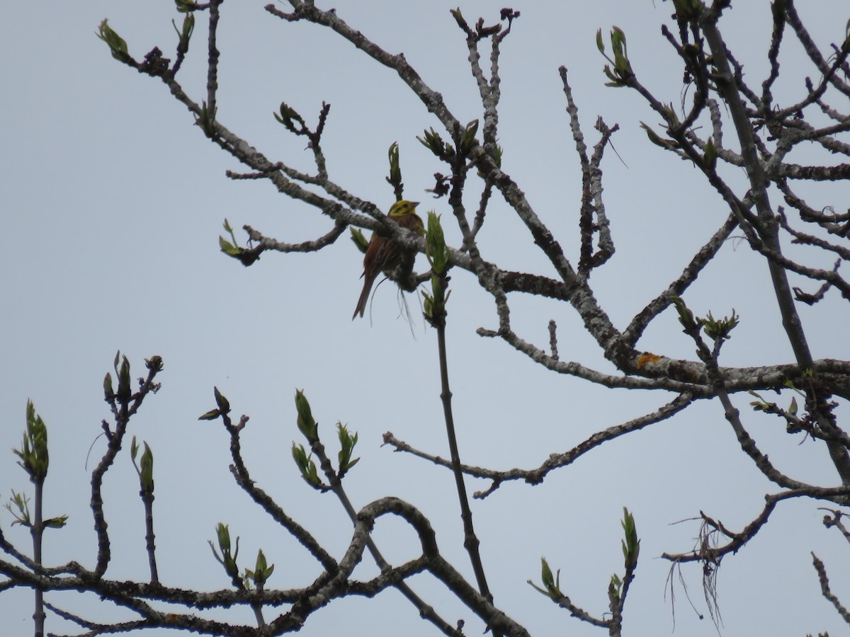 Yellowhammer - Jesús Calderón