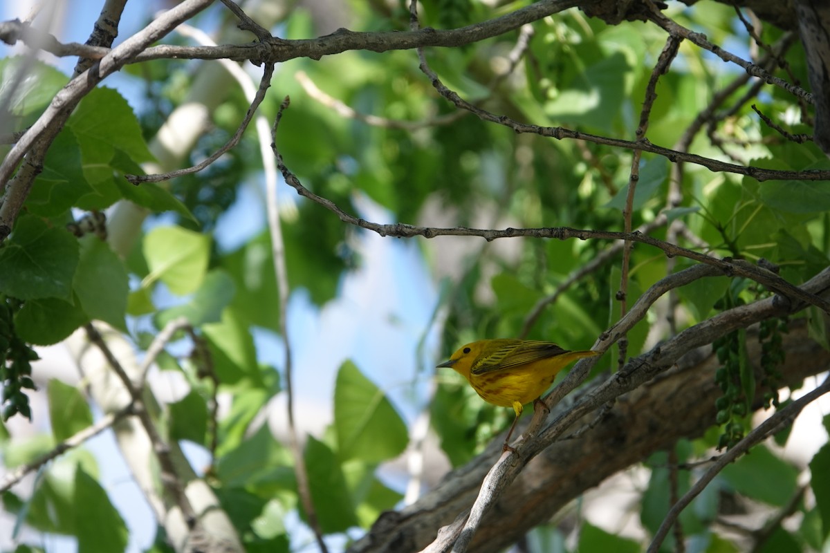 Yellow Warbler - Graham Ray