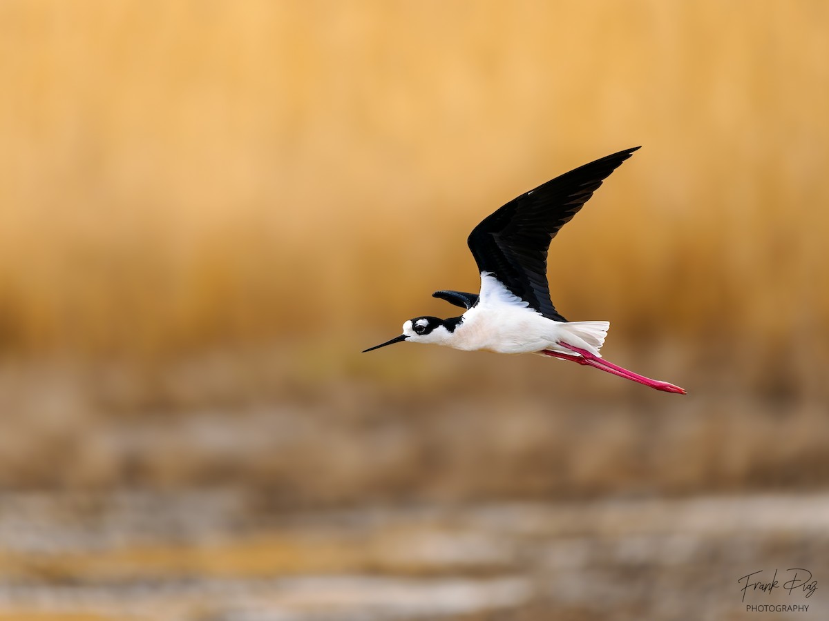 Black-necked Stilt - ML619600595