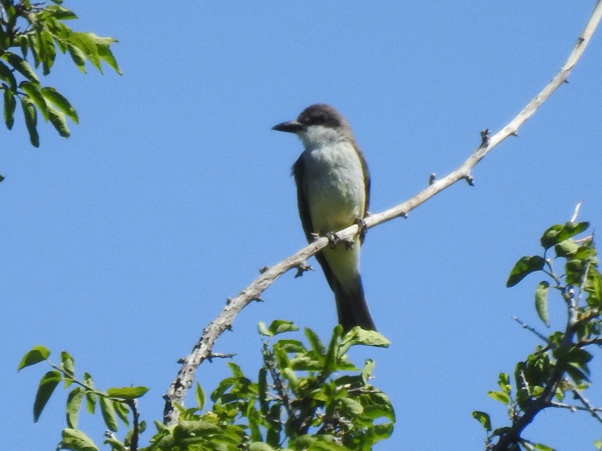 Thick-billed Kingbird - Brian Johnson