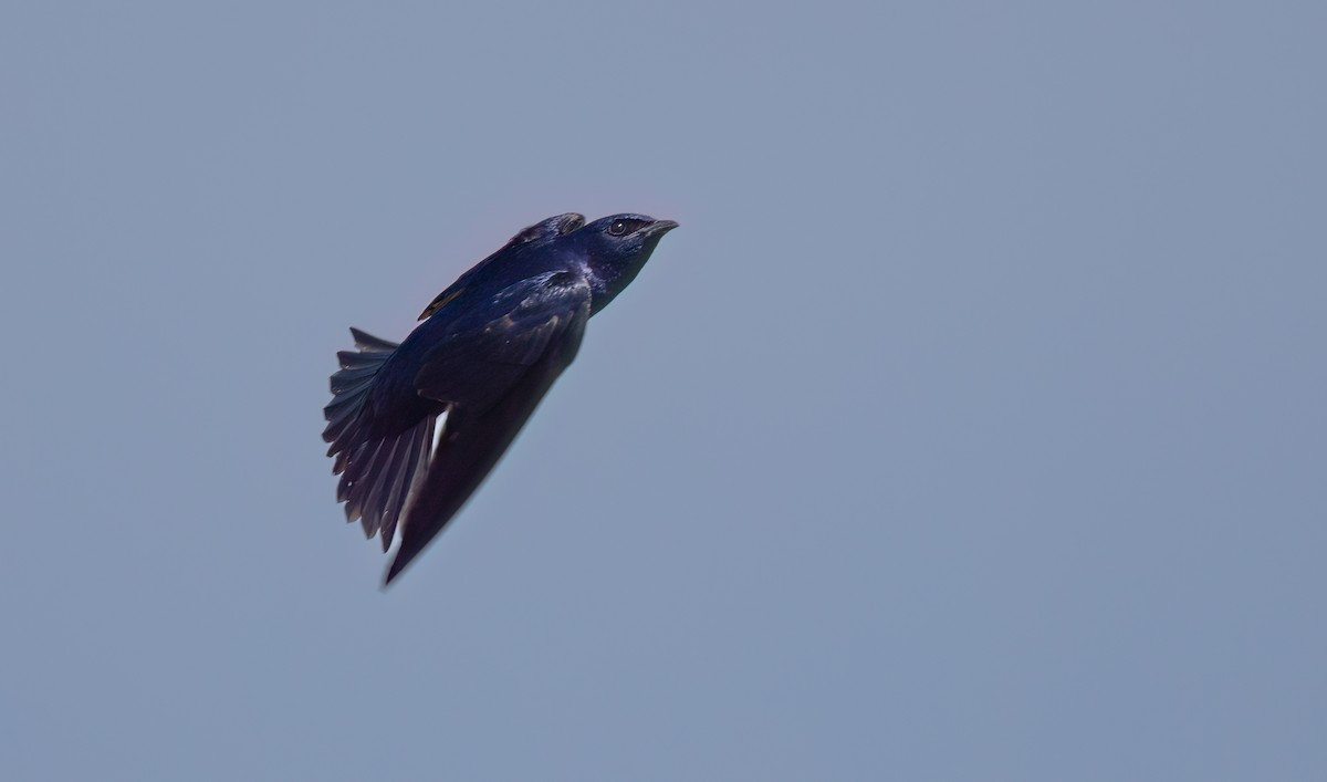 Purple Martin - William Culp