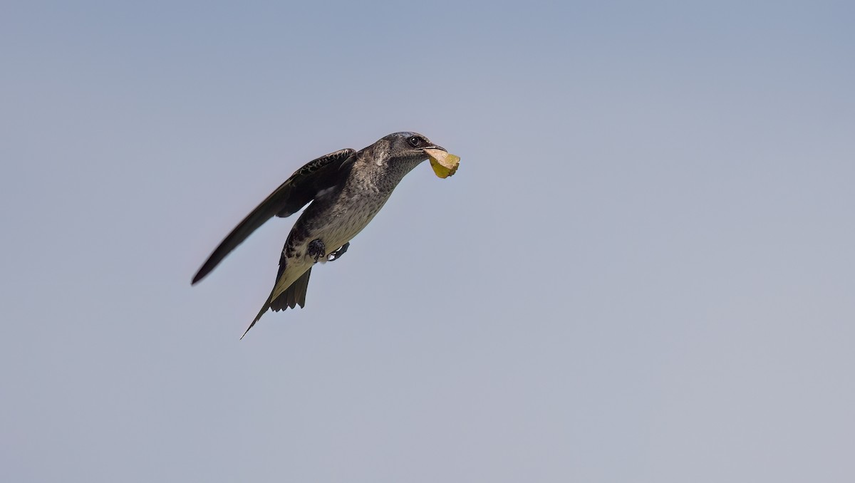 Purple Martin - William Culp