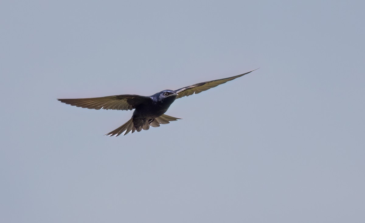 Purple Martin - William Culp