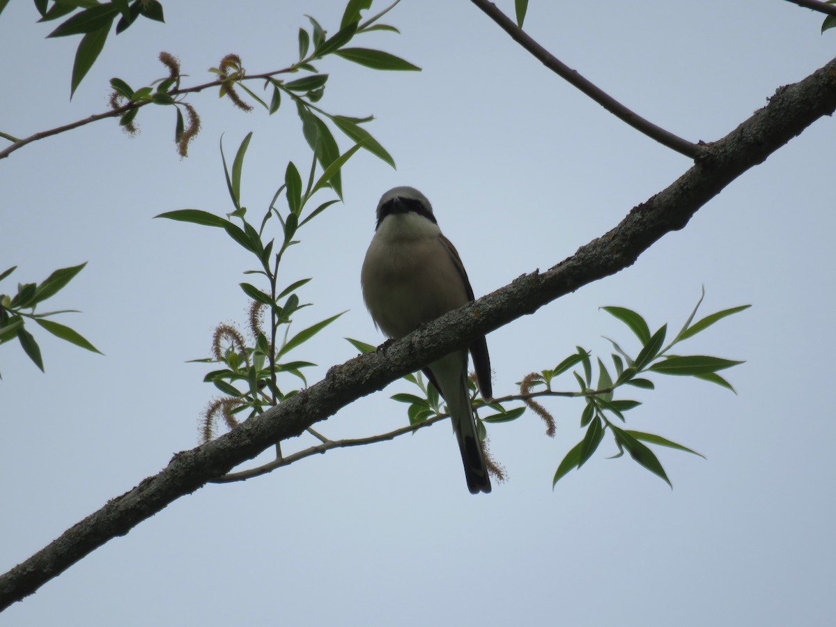 Red-backed Shrike - Jesús Calderón