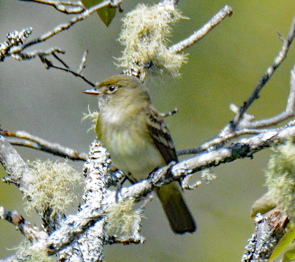 Alder Flycatcher - ML619600605