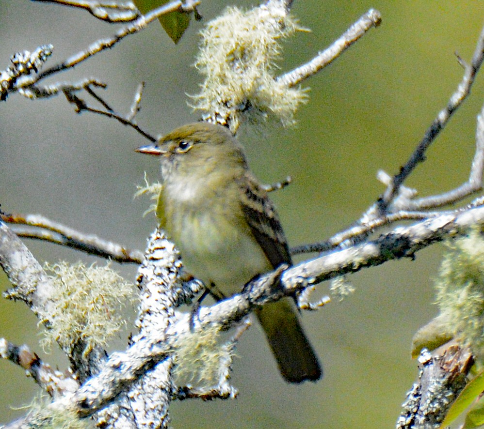 Alder Flycatcher - Michael J Good