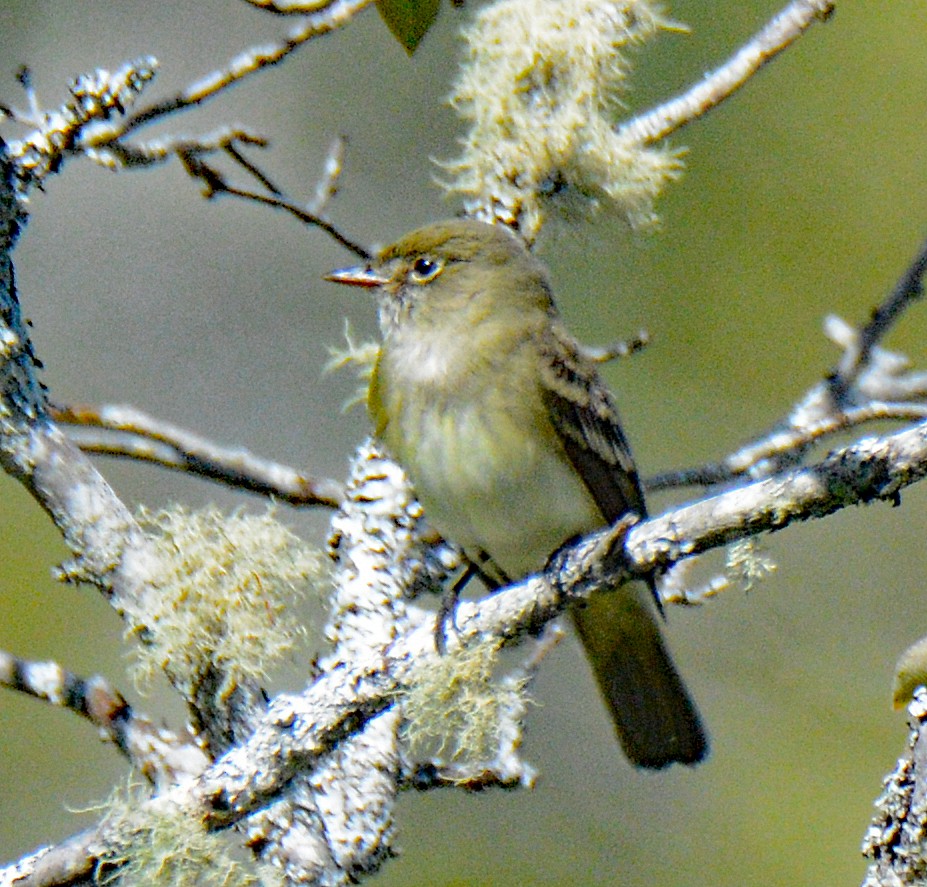 Alder Flycatcher - Michael J Good