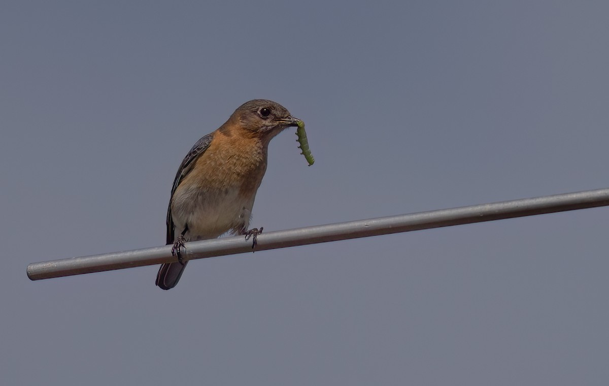 Eastern Bluebird - William Culp