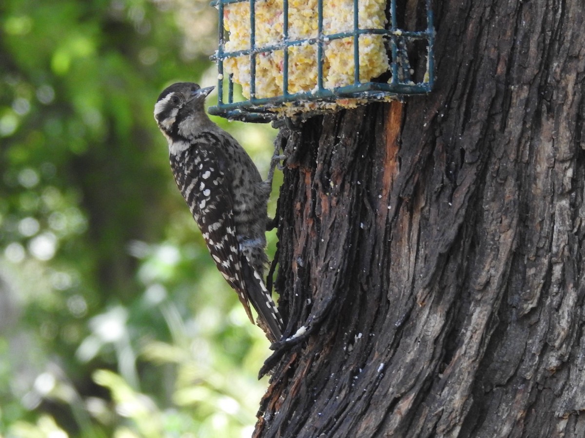 Ladder-backed Woodpecker - Brian Johnson