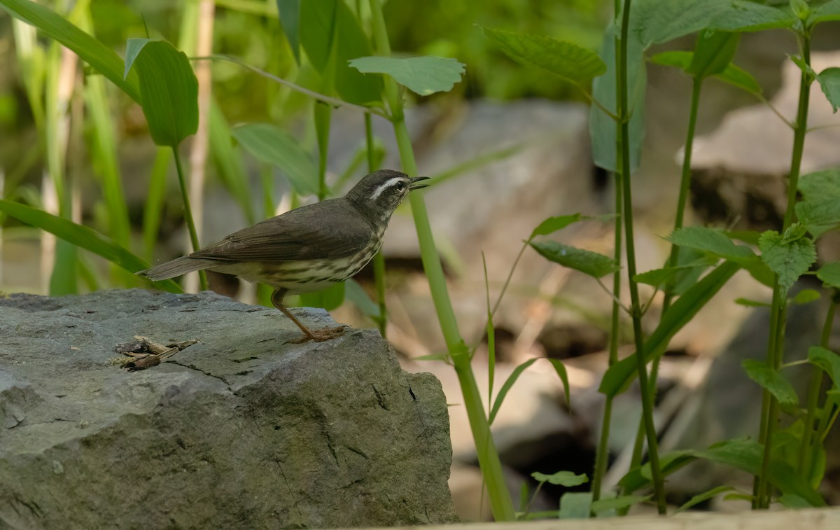 Louisiana Waterthrush - William Culp