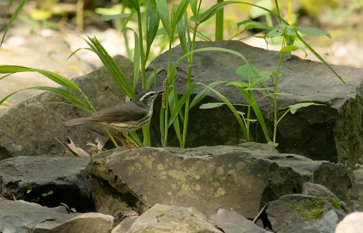 Louisiana Waterthrush - William Culp