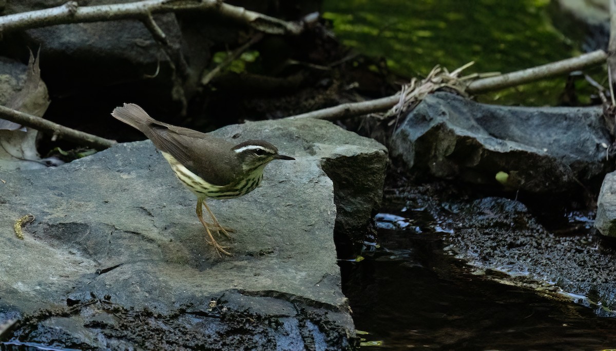 Louisiana Waterthrush - William Culp