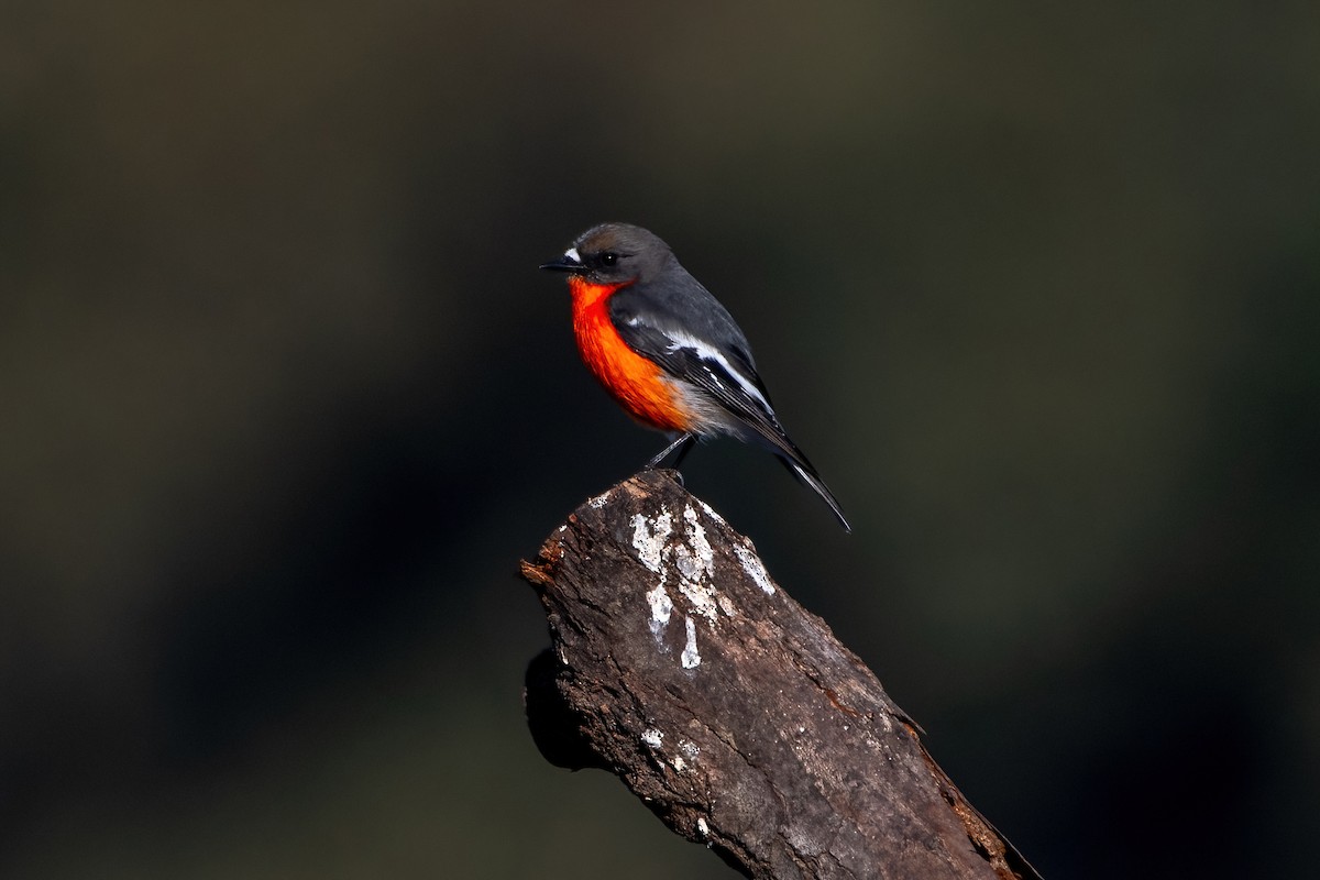 Flame Robin - Jonathan Tickner