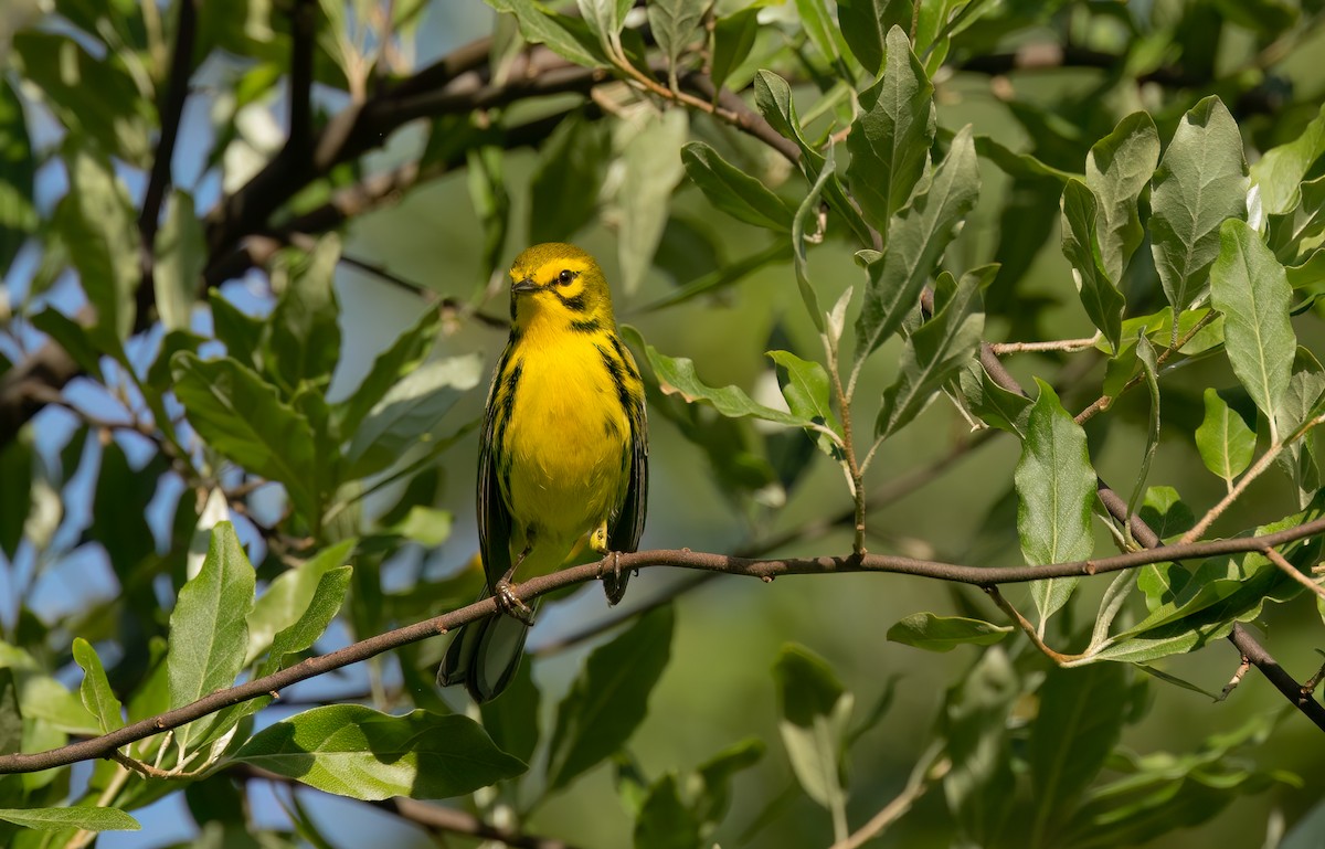 Prairie Warbler - William Culp