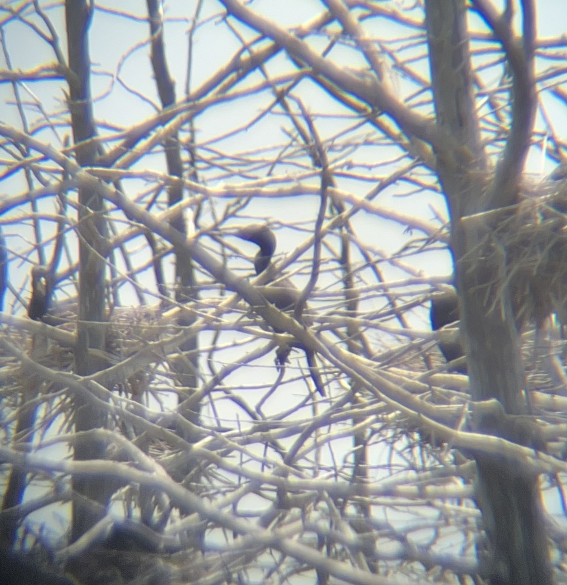 Double-crested/Neotropic Cormorant - ML619600641