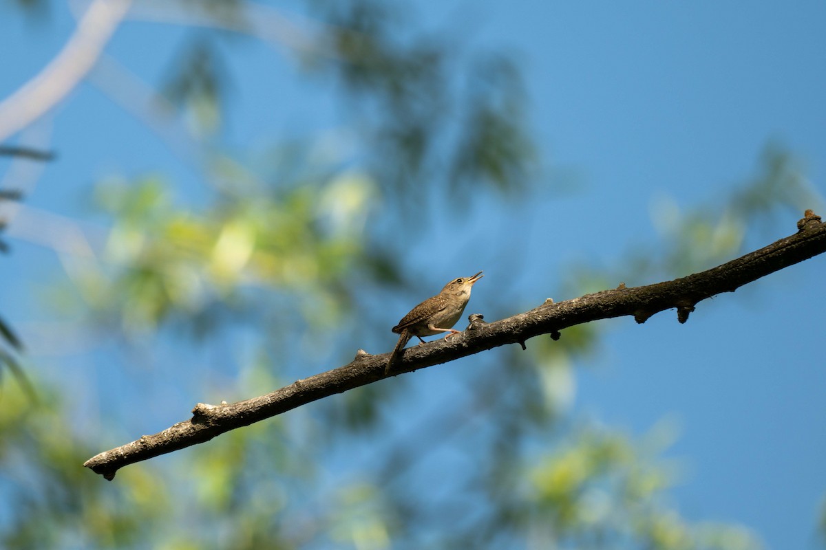 House Wren - Kevin Talbert