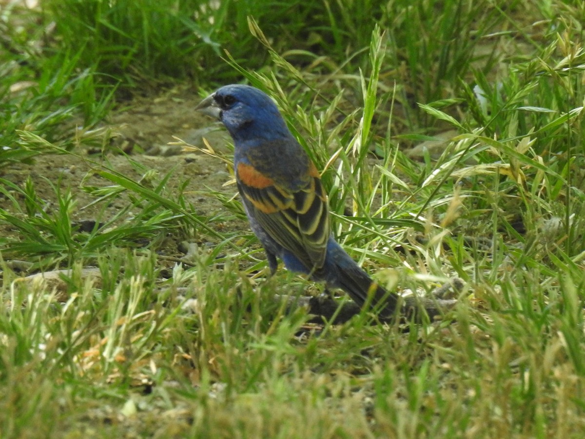 Blue Grosbeak - Brian Johnson