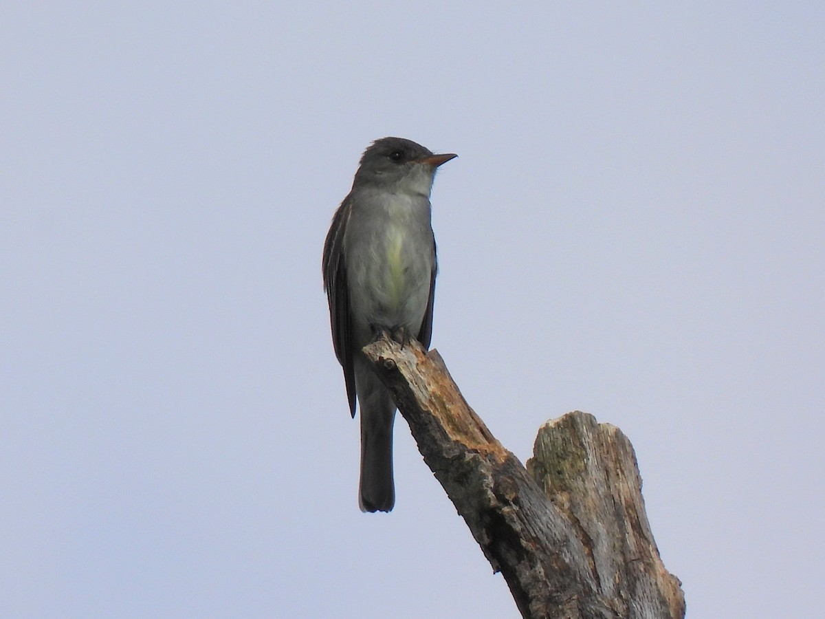 Eastern Wood-Pewee - Ed Daniels