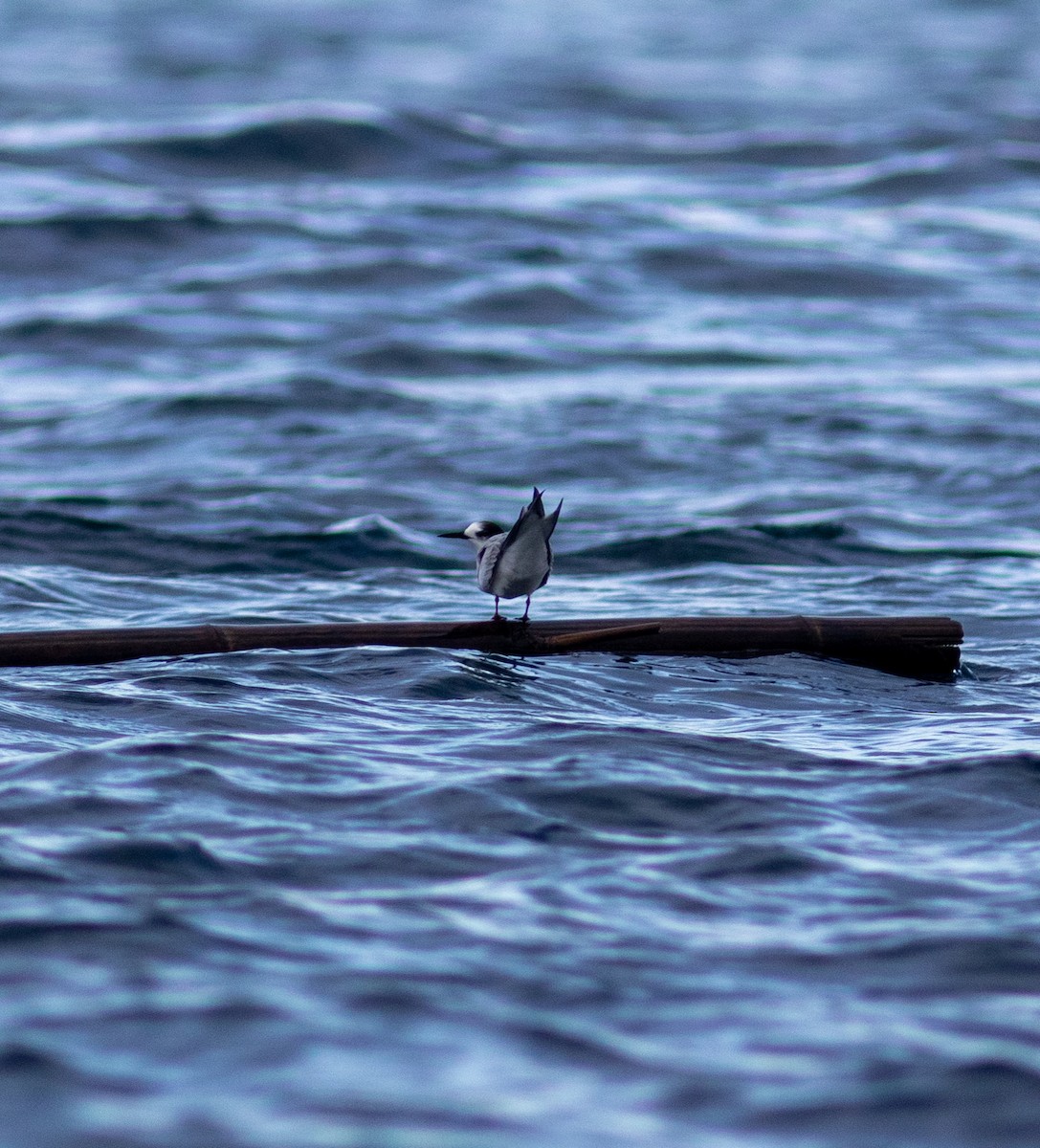 Common Tern - Euclides "Kilo" Campos