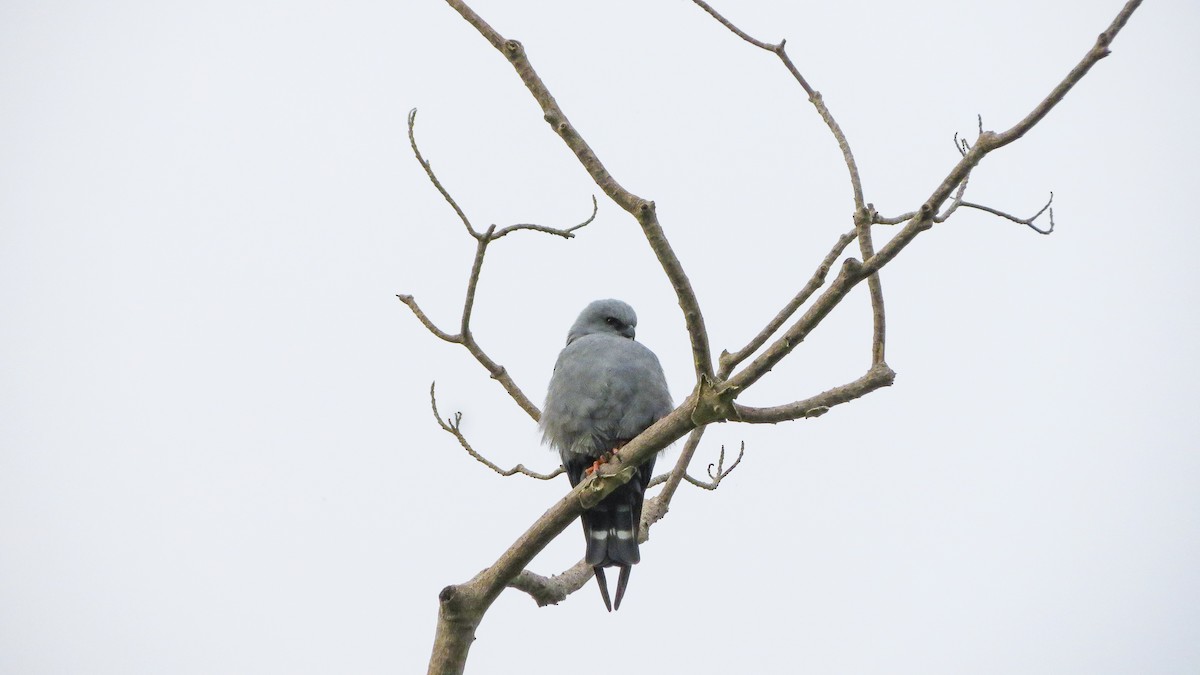 Plumbeous Kite - Gabriel Aurazo