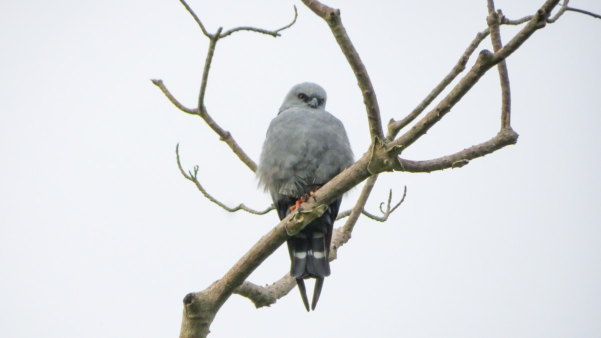 Plumbeous Kite - Gabriel Aurazo