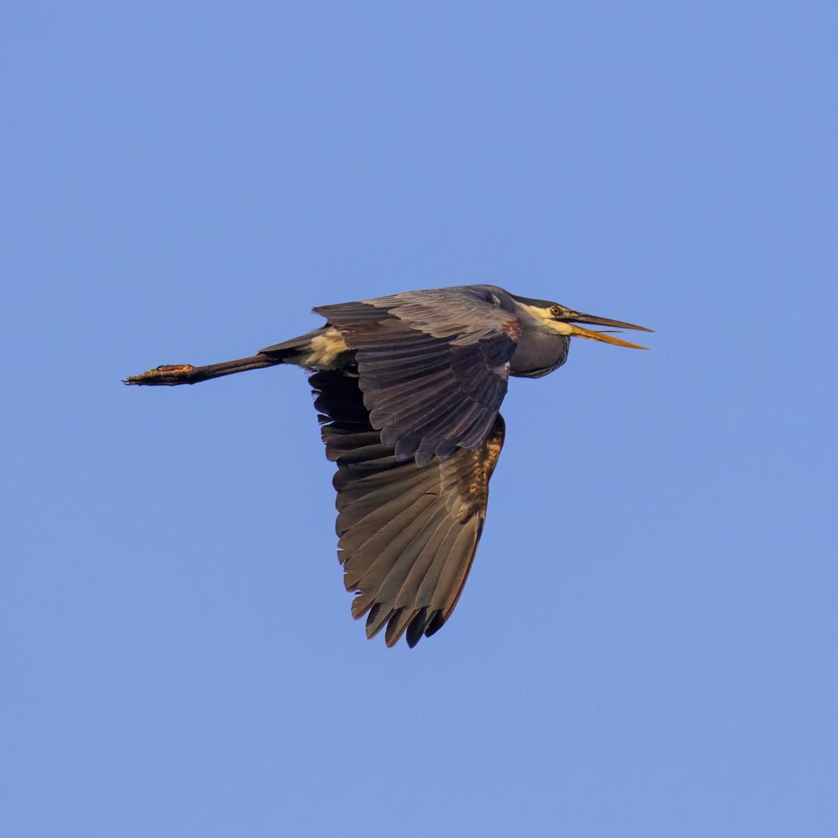Great Blue Heron (Great Blue) - Dan Vickers