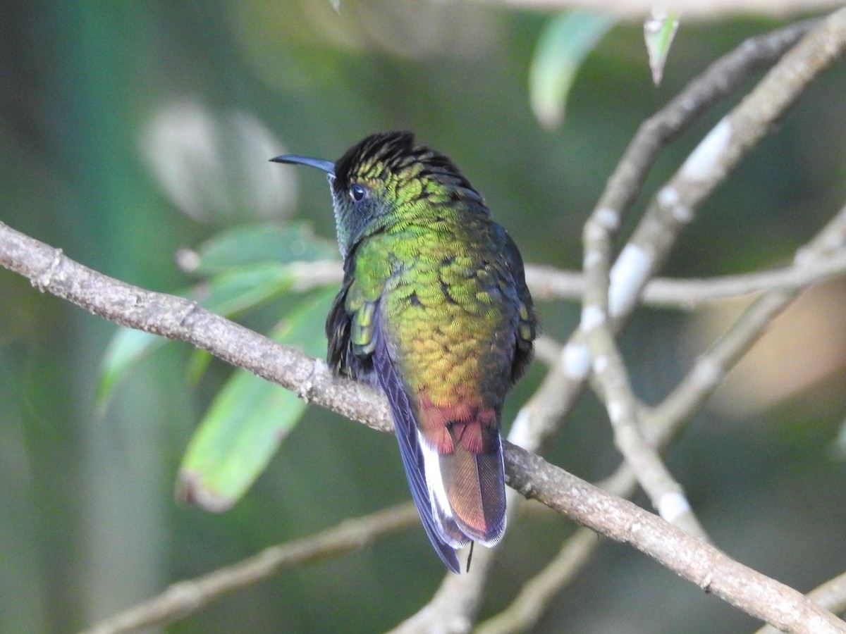 Coppery-headed Emerald - Daniel Garrigues