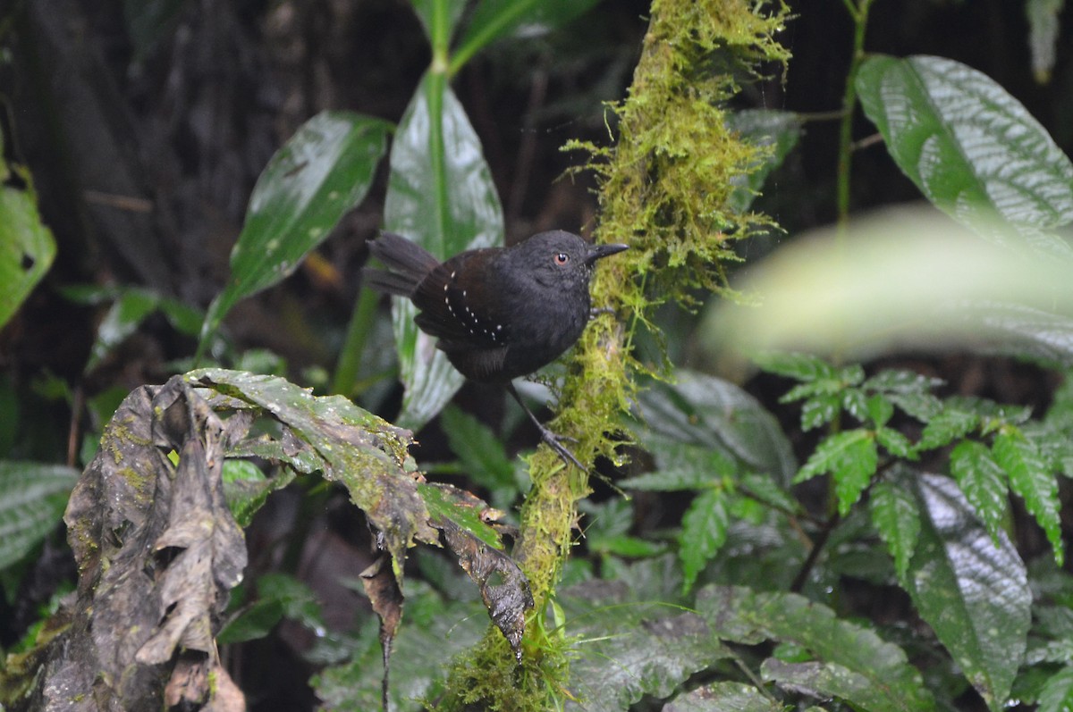 Esmeraldas Antbird - Ana Vanegas