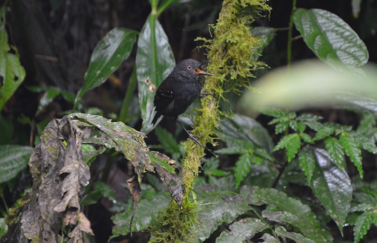 Esmeraldas Antbird - Ana Vanegas