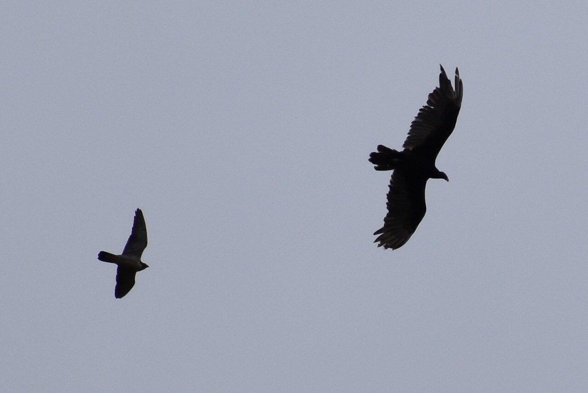 Turkey Vulture - Darren Hall