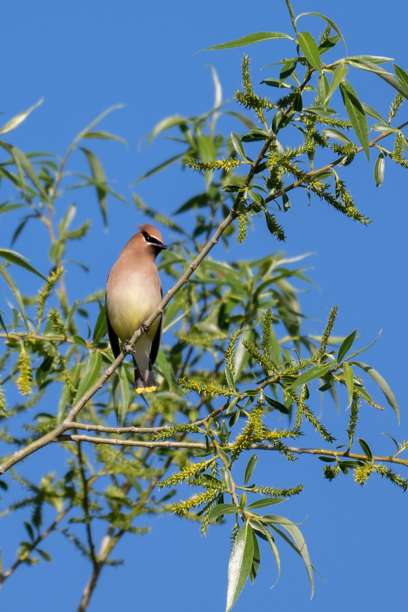 Cedar Waxwing - Kevin Talbert