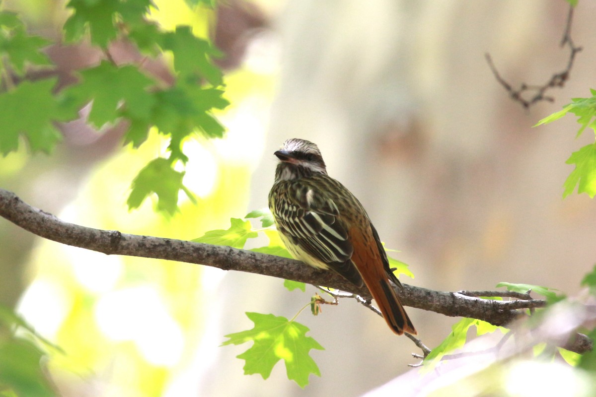 Sulphur-bellied Flycatcher - Jesse Pline