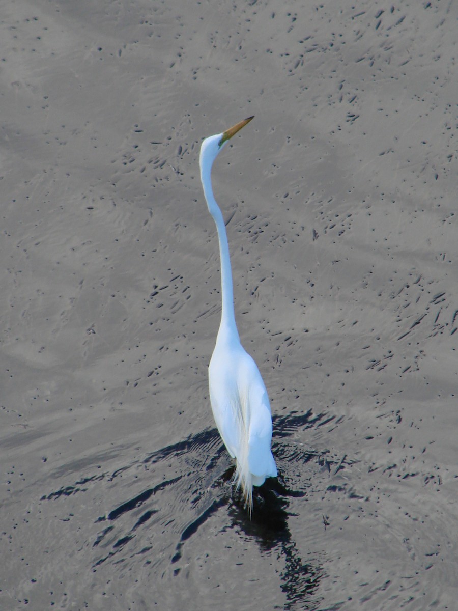 Great Egret - Andrew Bishop