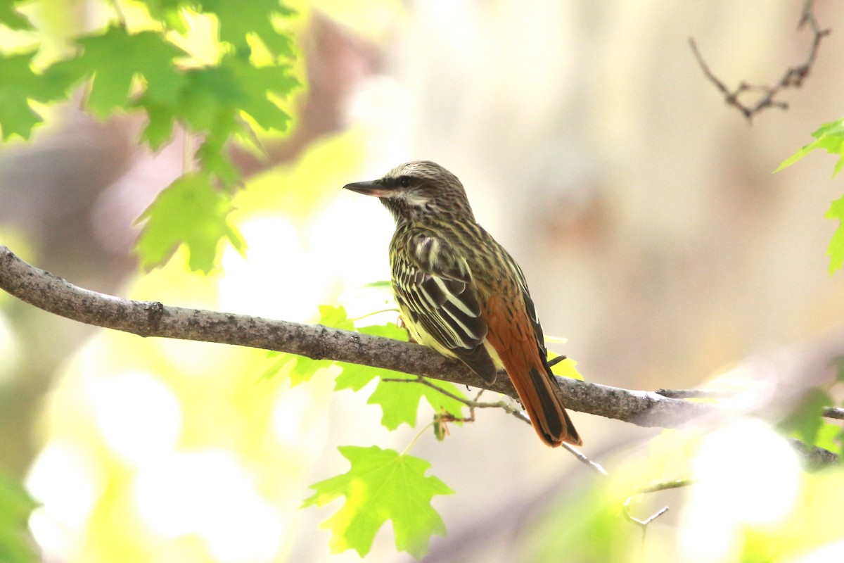 Sulphur-bellied Flycatcher - Jesse Pline