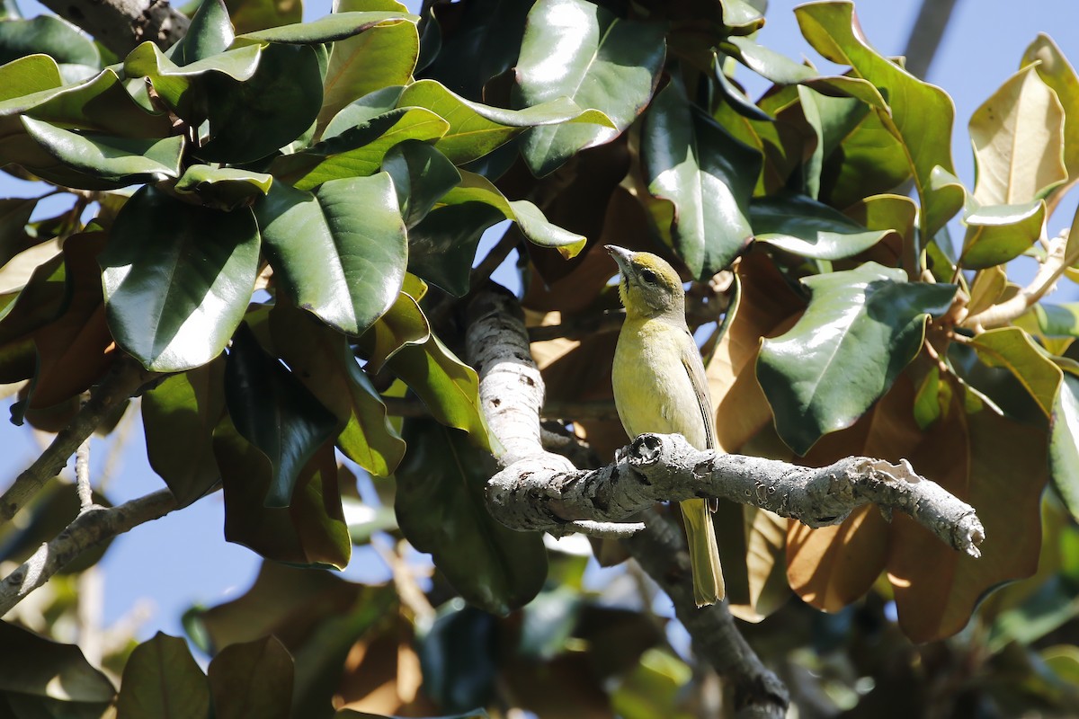 Hepatic Tanager - Adrian Vilca