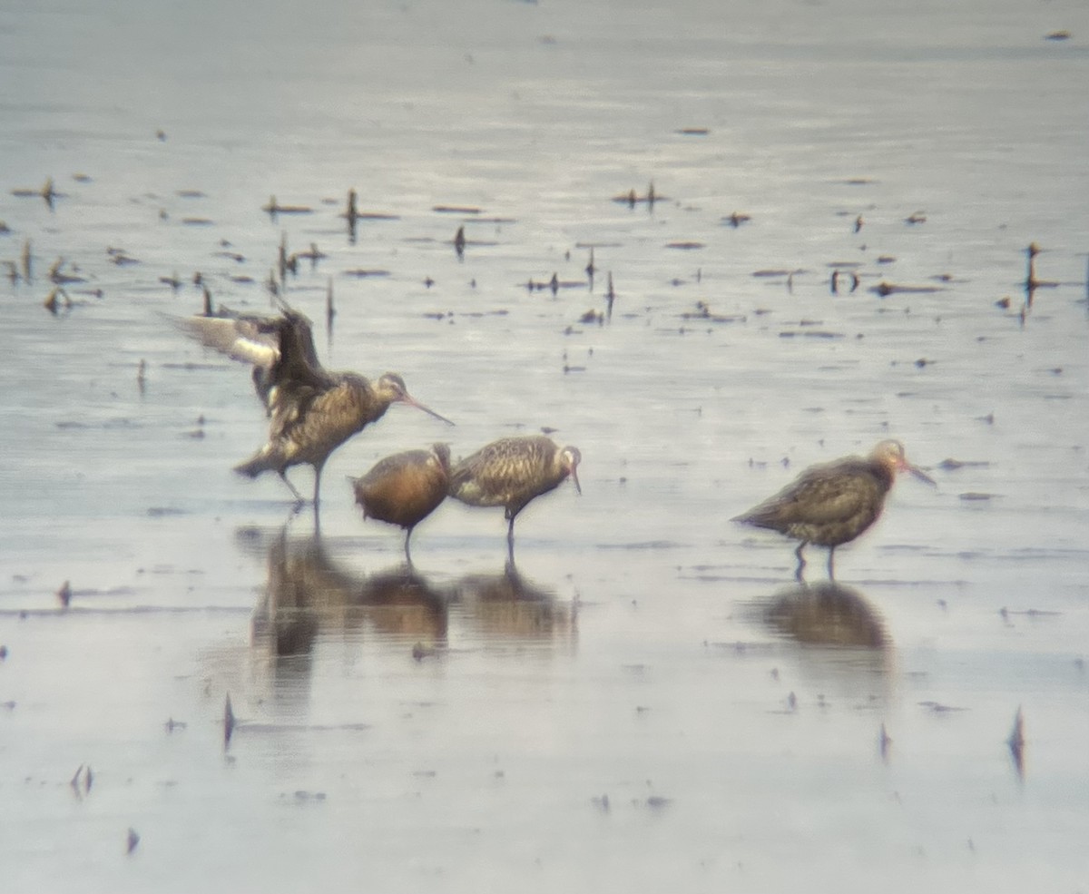 Hudsonian Godwit - ML619600680