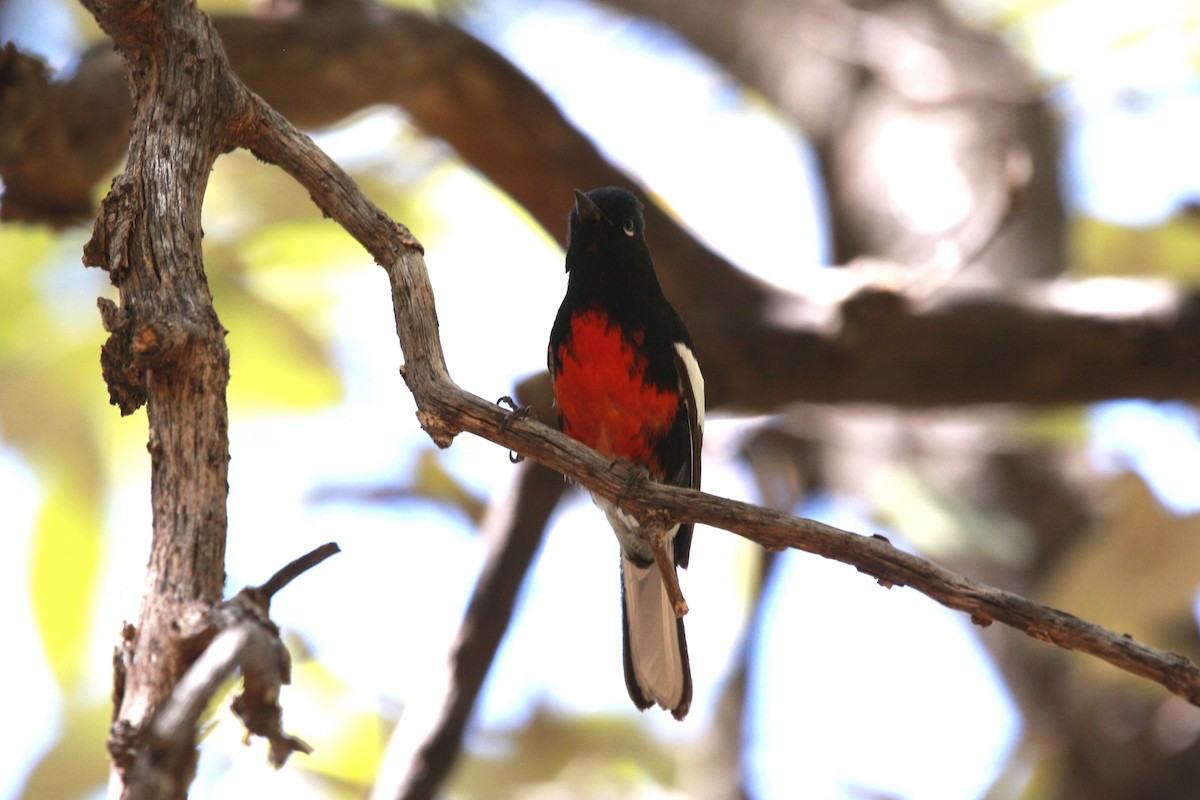 Painted Redstart - Jesse Pline