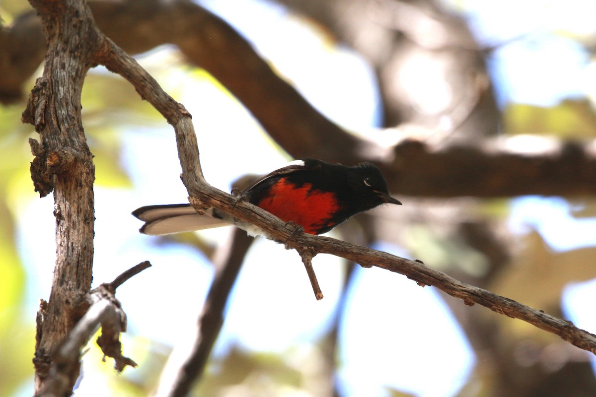 Painted Redstart - Jesse Pline