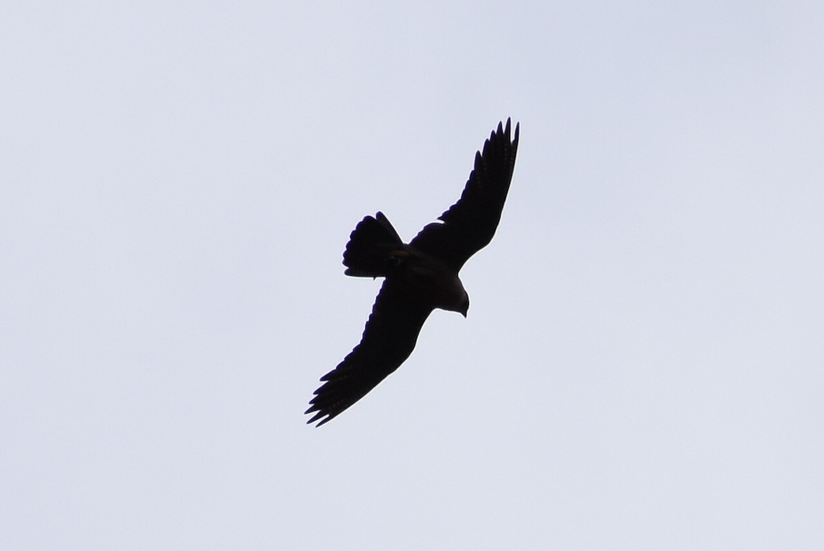 Peregrine Falcon - Darren Hall