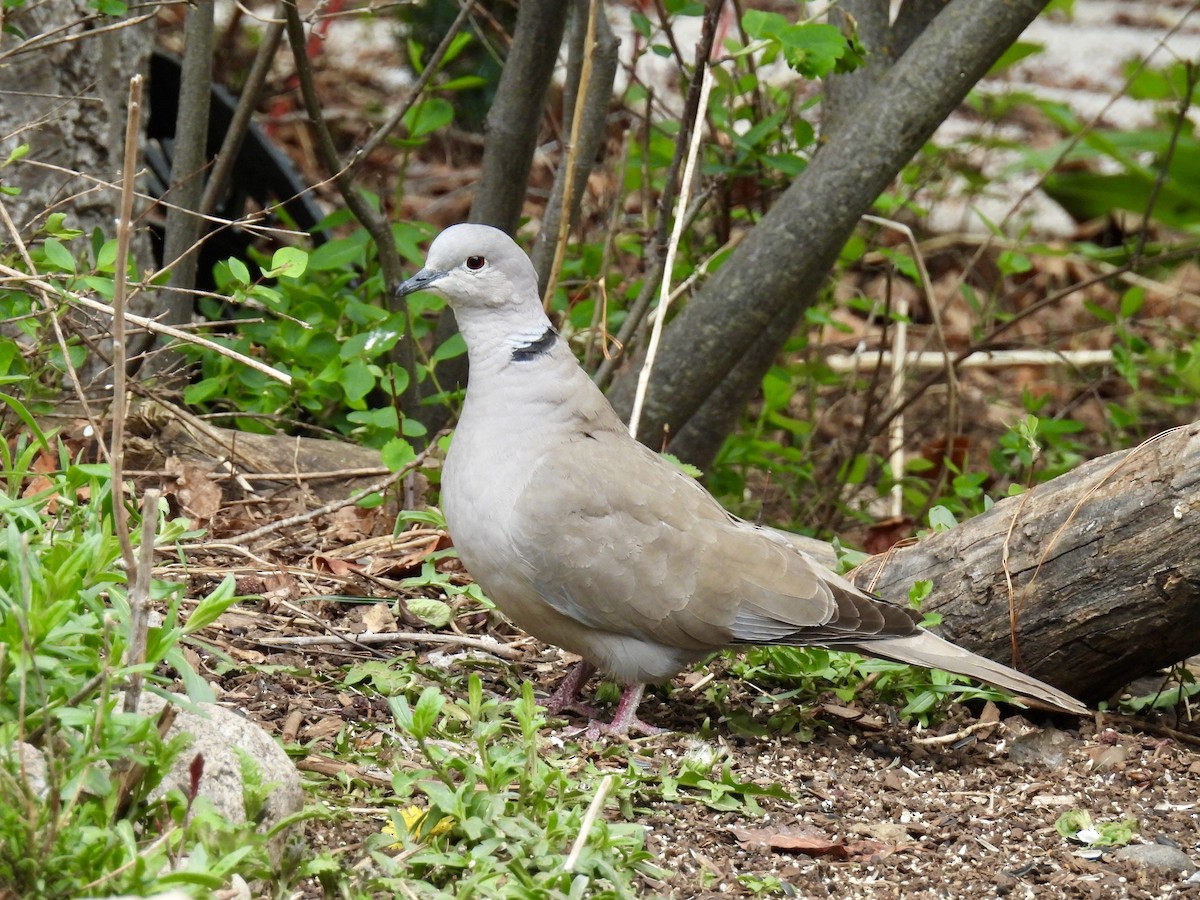 灰斑鳩 - ML619600687